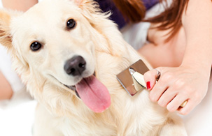 Hond borstelen